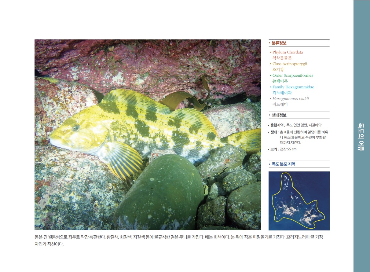 쥐노래미 정보